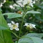 Lantana canescens 花