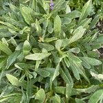 Dimorphotheca jucunda Yaprak