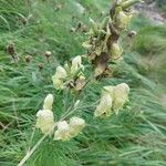 Aconitum anthora Habitus