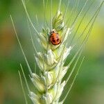 Triticum turgidum Otro