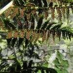 Athyrium distentifolium Vrucht