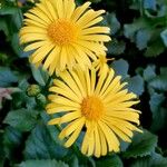 Doronicum caucasicum ശീലം