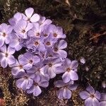Phlox pulvinata Fula