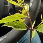 Eupatorium serotinum Bark