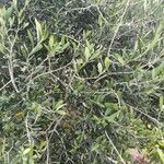 Olea europaeaFolha