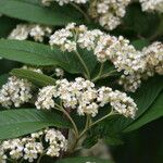 Cotoneaster multiflorus Květ