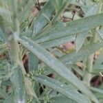 Linaria angustissima Blatt
