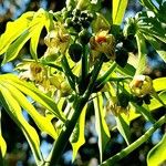 Manihot grahamii Flower
