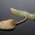 Annona foetida Corteza