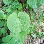 Viola bifloraFoglia