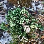 Lycopodium alpinum Blad