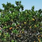 Arbutus unedo Агульны выгляд