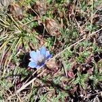 Gentiana depressa 花