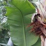 Ravenala madagascariensis Folha