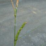 Carex sylvatica Blüte