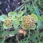 Bupleurum angulosum Цвят