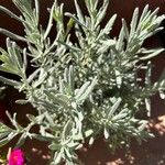 Lavandula spp. Folla