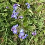 Myosotis sylvatica Květ