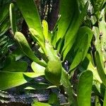 Euphorbia neriifolia Hoja