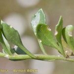Iberis procumbens Mosusu