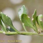 Iberis procumbens Arall