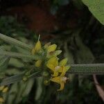 Solanum jamaicense Fiore