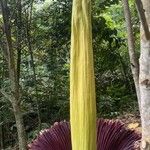 Amorphophallus titanum Folla