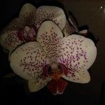 Phalaenopsis spp.Flower