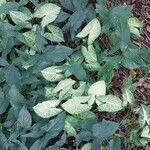 Syngonium podophyllum Levél