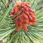 Pinus heldreichii Flor