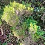 Erica arborescens Leaf