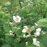 Rubus armeniacusЦвят