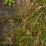 Carex digitata Hábito