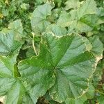 Althaea hirsuta Folha