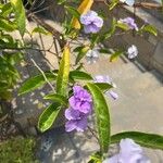 Brunfelsia pauciflora Yaprak