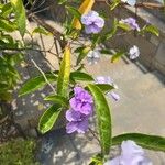 Brunfelsia pauciflora Foglia