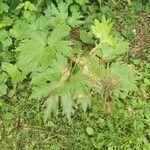 Heracleum maximum Leaf