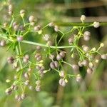 Galium rubrum Ffrwyth