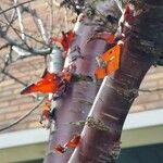 Prunus serrula Corteza
