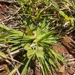 Sisyrinchium rosulatum Leaf