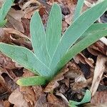 Iris albicans Levél