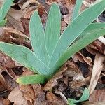 Iris florentina Leaf