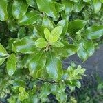 Pittosporum tenuifoliumপাতা