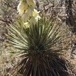 Yucca harrimaniae Fulla