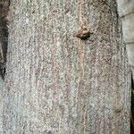 Lonchocarpus rugosus 树皮
