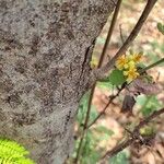 Grewia asiatica Flower