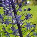 Scilla hyacinthoides Flors