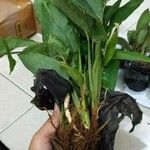 Aspidistra elatiorBlatt