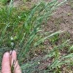 Festuca arvernensis Blüte