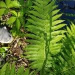 Osmundastrum cinnamomeum Leaf